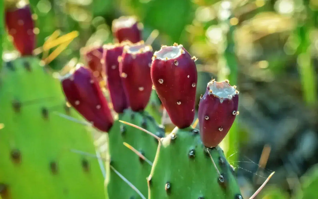 Huile de figue de barbarie pure maliā care - flacon doré au cactus